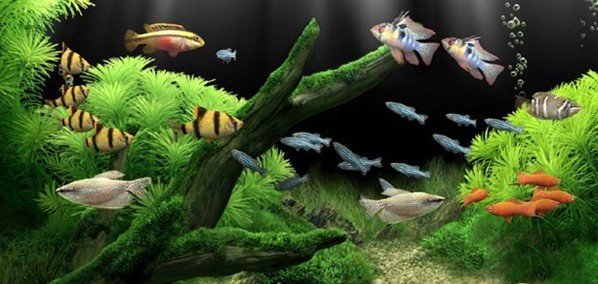 彩虹家族卫星直播的介绍