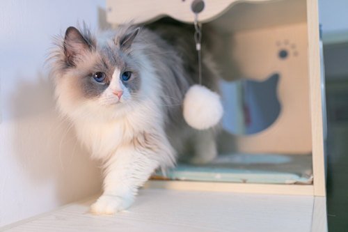 吸猫为什么是犯法的