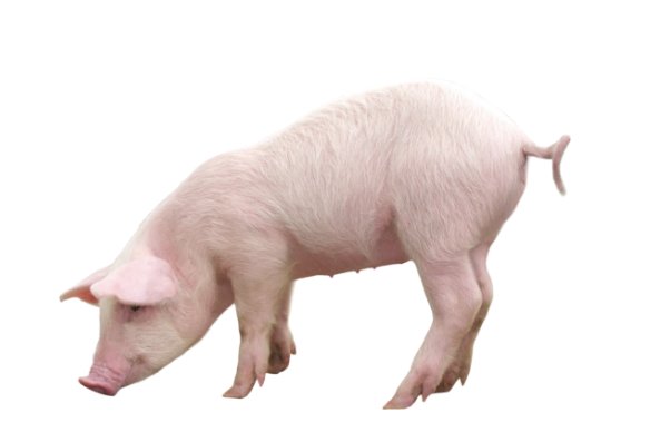 功一美二打一动物