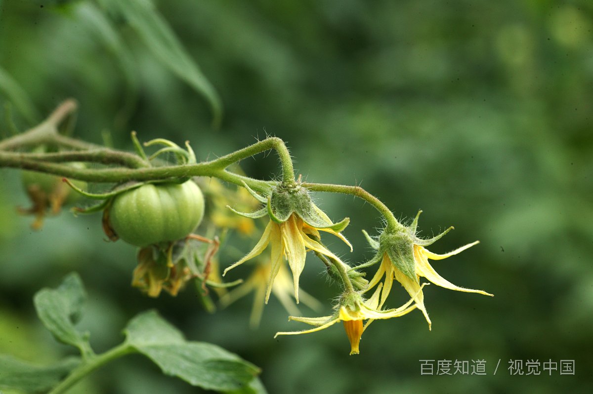 小的土豆在泥里还会长大吗？