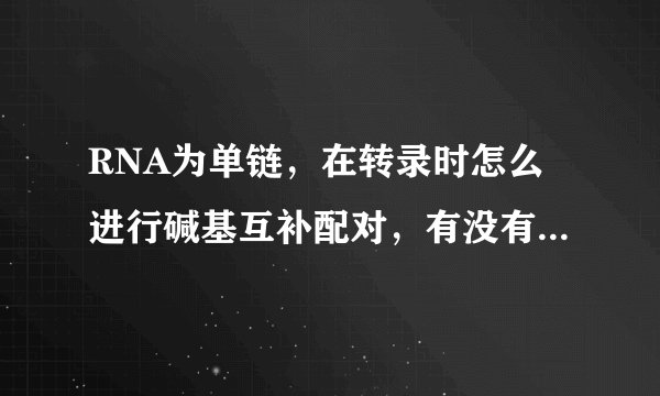 RNA为单链，在转录时怎么进行碱基互补配对，有没有氢键形成