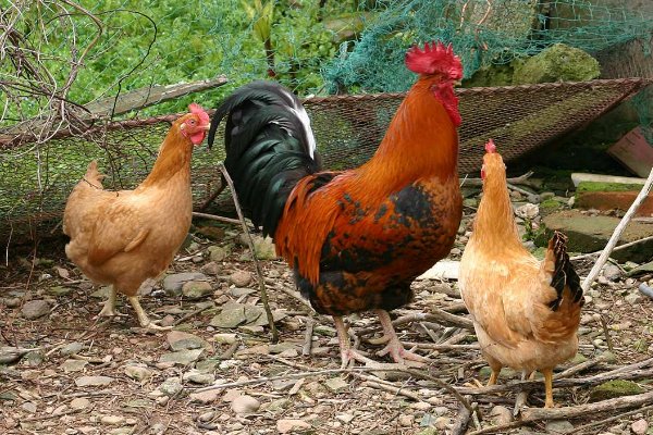 产蛋量最高的鸡排行榜