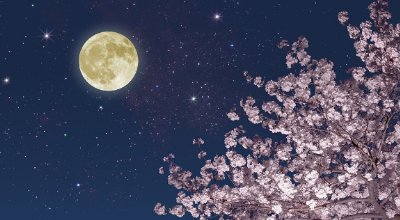 “花未全开月未圆，半山微醉尽余欢”是谁写的诗句