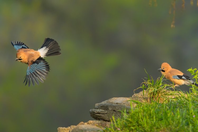 草长莺飞形容什么生肖