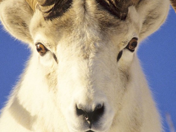 抠心挖胆指什么生肖