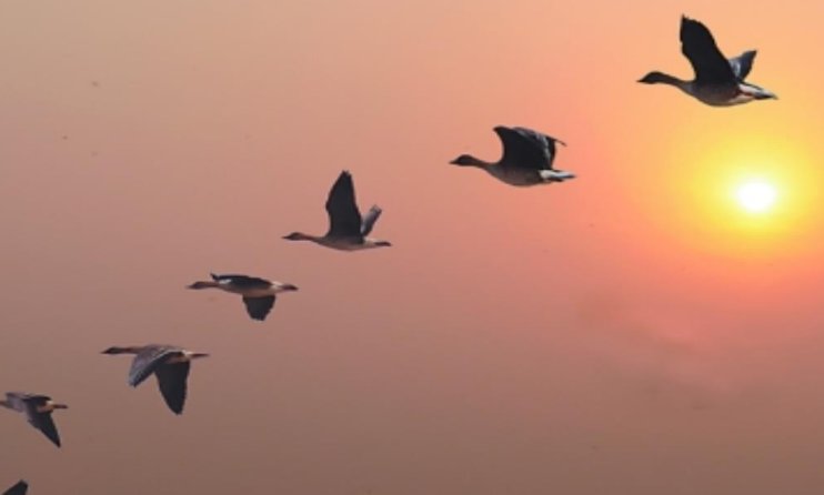 填写句字 一排排大雁追上白云，撒下一阵阵暖暖的叮咛；“ ”