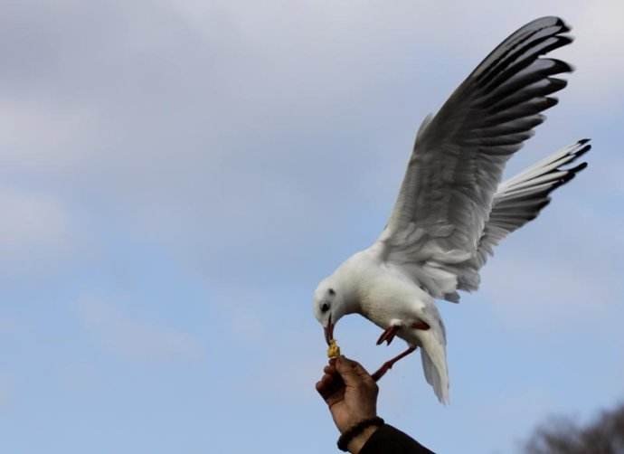 老人与海鸥课文内容