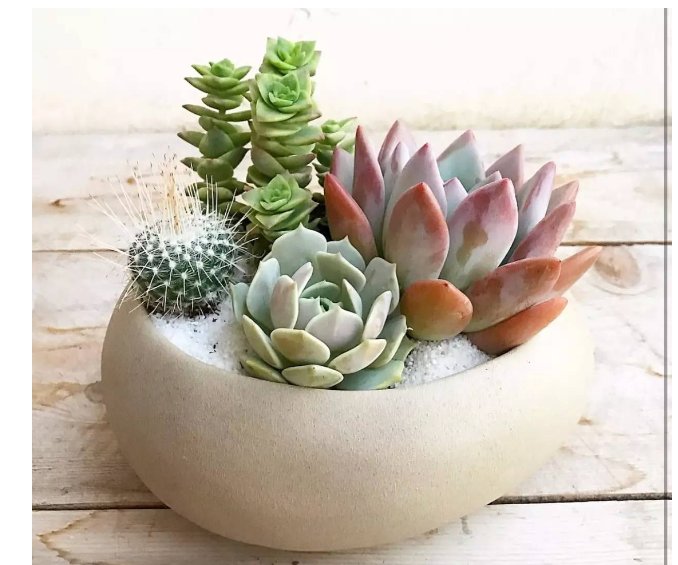 养多肉的过程中有哪些小细节需要注意？