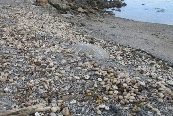 北海道9成海胆死亡空壳遍布海滩，造成海胆死亡的原因是什么？