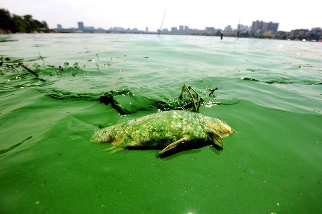 北海道9成海胆死亡空壳遍布海滩，造成海胆死亡的原因是什么？
