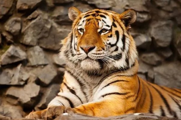 强者反己打一个正确生肖