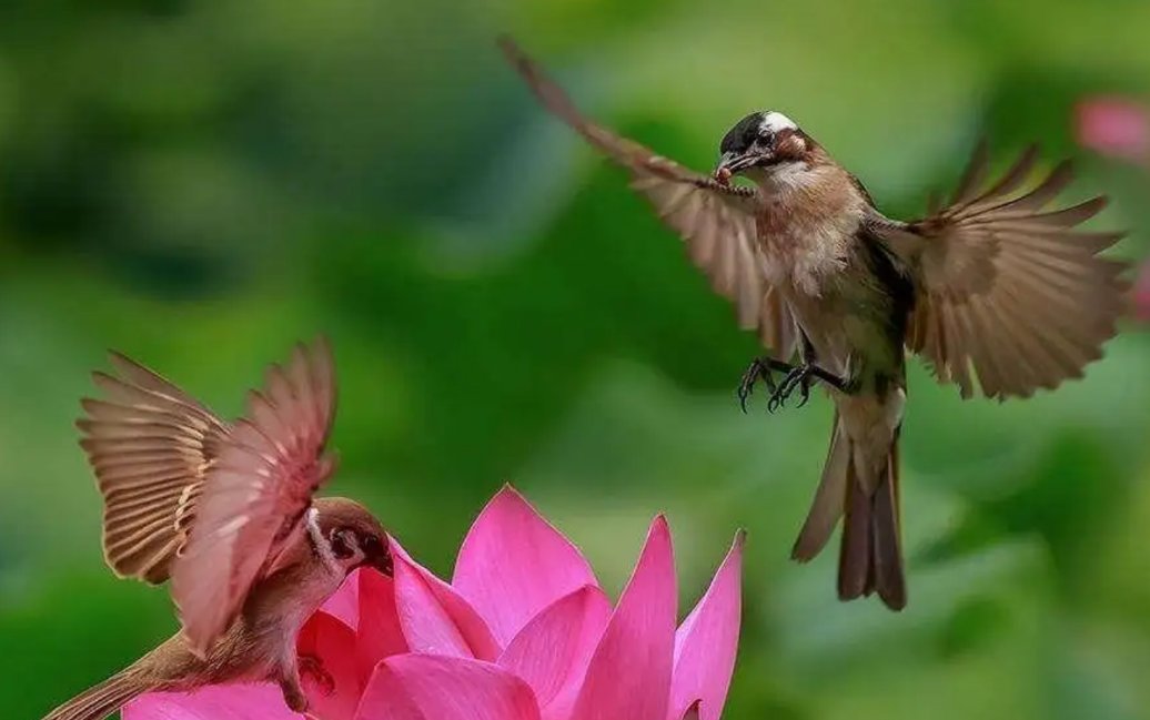 摇首顿足指什么生肖动物