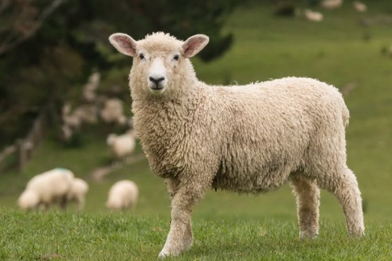 阿谀奉承打一最佳生肖