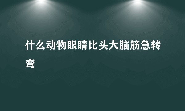 什么动物眼睛比头大脑筋急转弯
