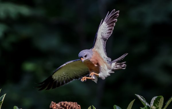 鹰的种类有哪些