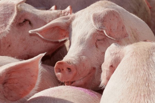 功一美二打一动物