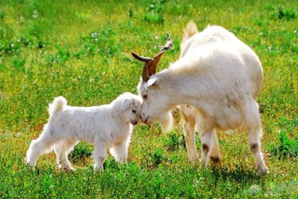 黄花女儿的意思打一生肖