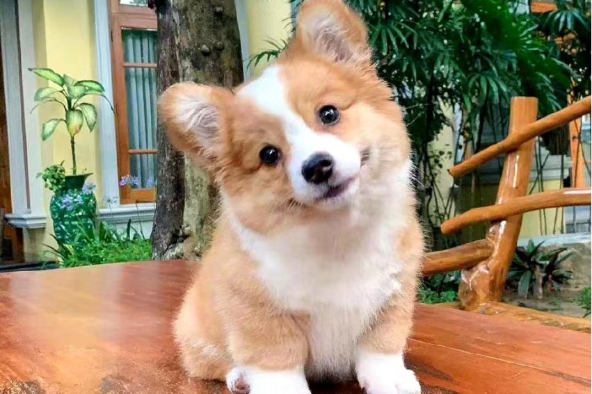 杀回马枪是什么生肖