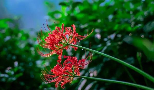 关于彼岸花的个性签名