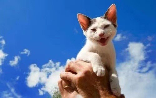 喵星人是什么意思