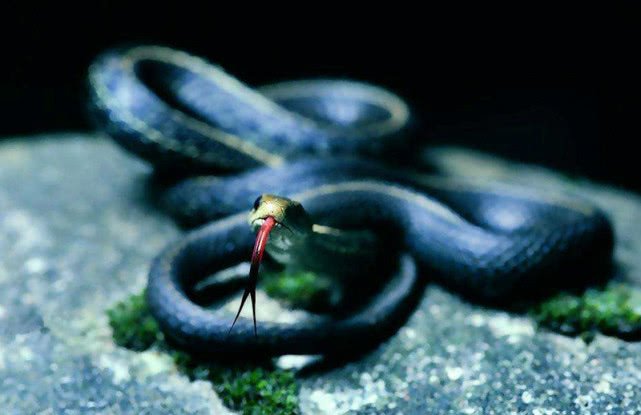 蛇最怕什么声音？