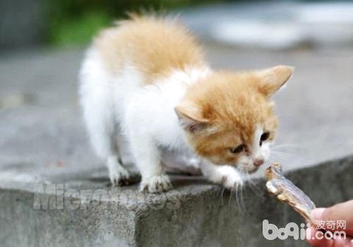 猫咪为什么爱吃鱼？