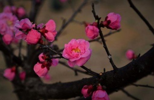 红梅含苞送冬雪下一句是什么