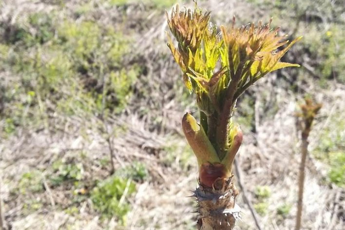 春天在什么在什么在什么上仿写