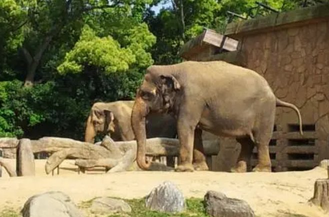 山西一动物园圈养泰迪，泰迪出现在动物园中合理吗？