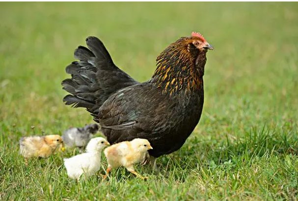 黄花女儿的意思打一生肖