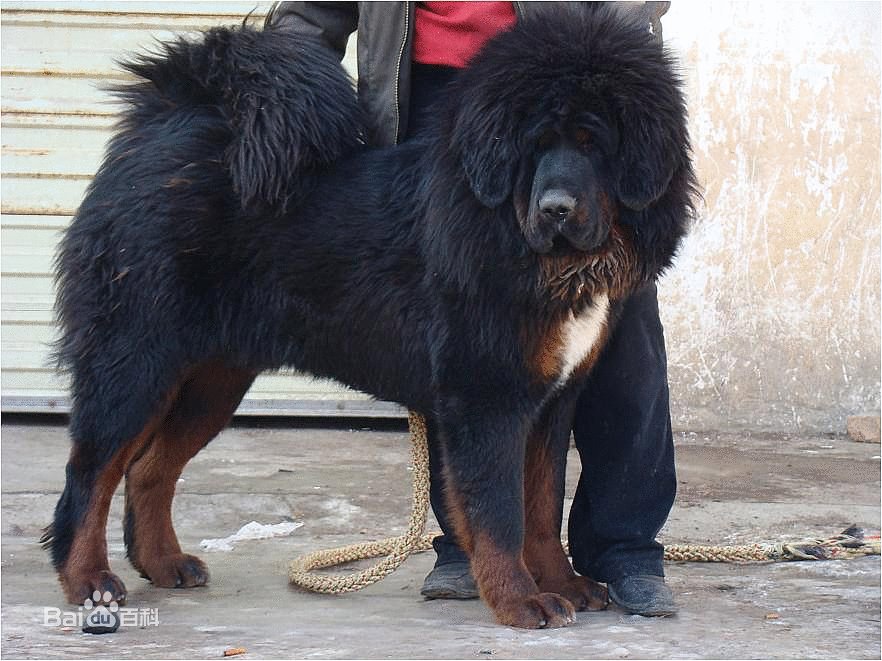 阿波罗藏獒的评定标准