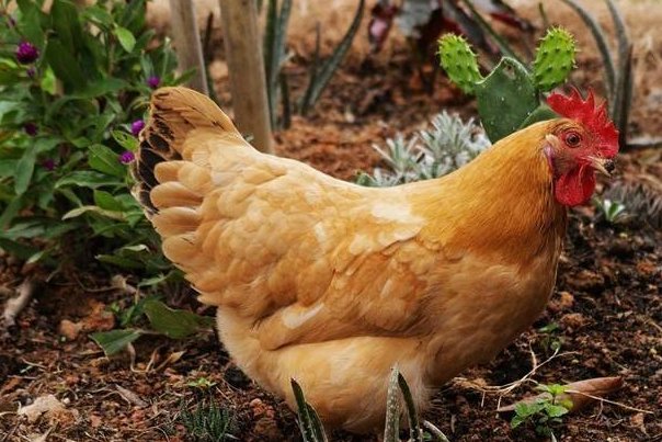 随囗乱说打一生肖