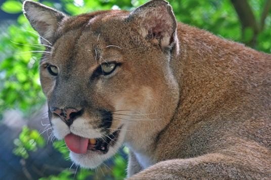 华盛顿州立大学以什么作为吉祥物
