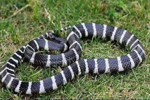一节白一节黑的蛇是什么蛇?