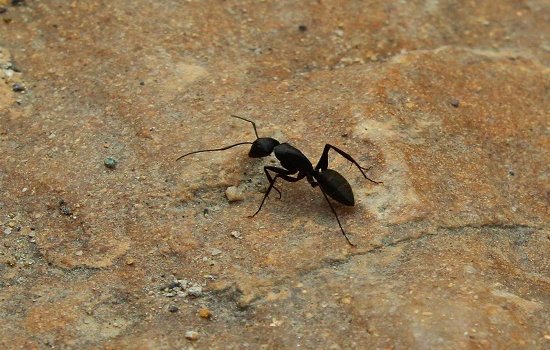 蚂蚁搬家的原因