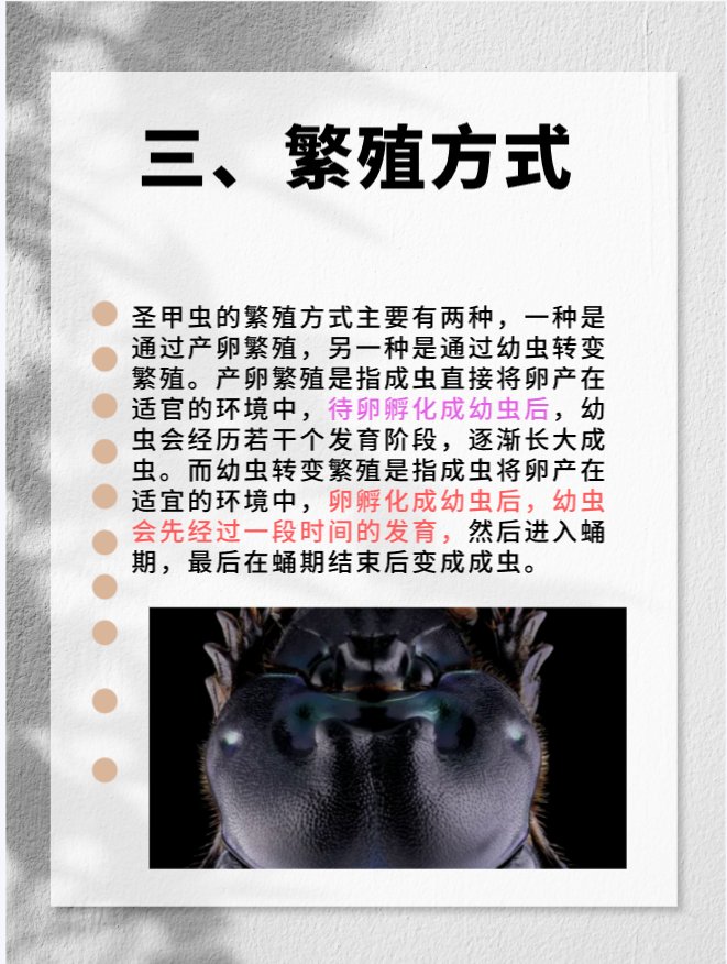 昆虫记圣甲虫特点概括