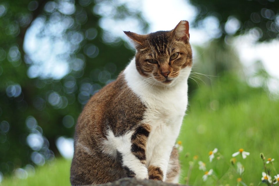 李小柯演过的电视剧有哪些？