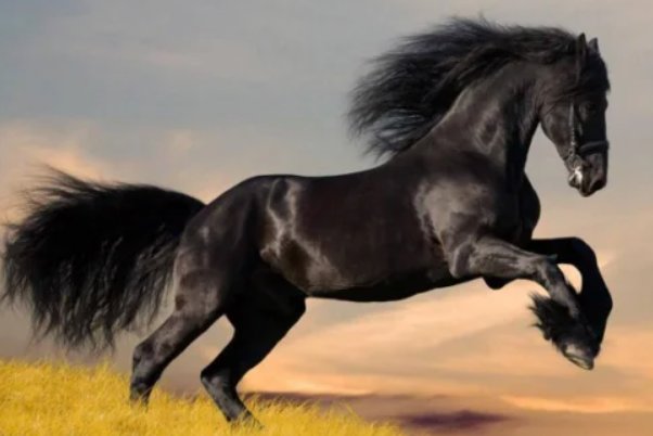 蹄字的解释新华字典