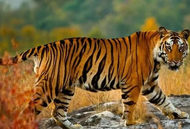 纵虎出匣的意思