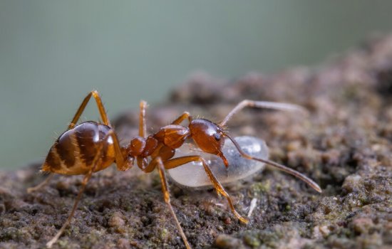 蚂蚁搬家的原因