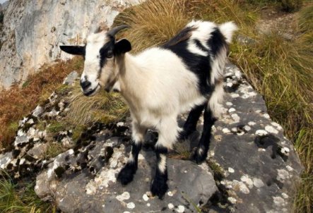 性格多变，总是喜怒无常的生肖，是哪些生肖呢？