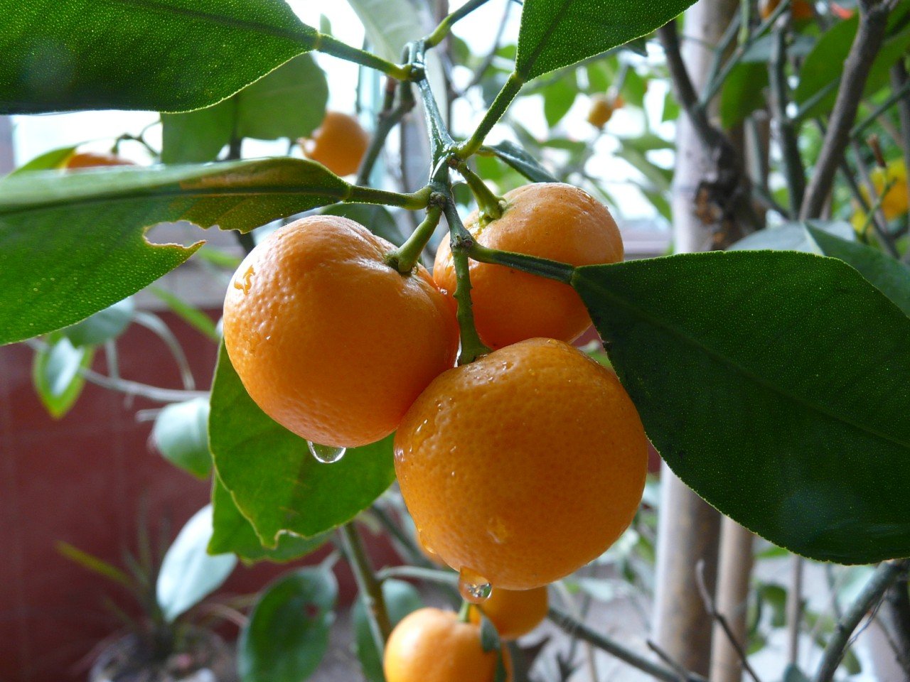 一年四季都可以有橘子，这是为什么？