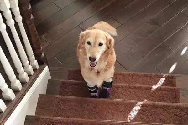 狗狗被蛇伤咬脸肿成狗熊！狗狗被蛇咬后，主人该怎么办？