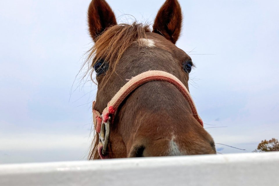李小柯演过的电视剧有哪些？
