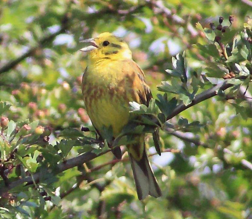 黄鹀的亚种分化
