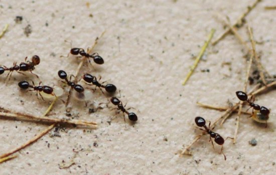蚂蚁搬家的原因