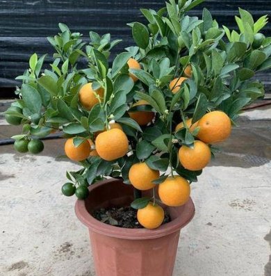 一年四季都可以有橘子，这是为什么？