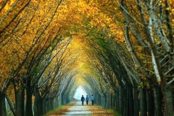 古代有梧桐抱秋的习俗