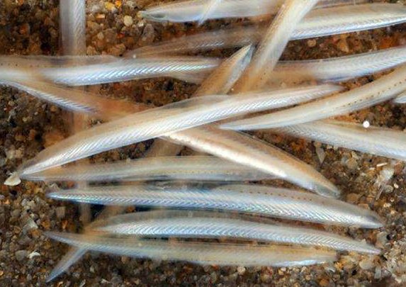 鱼的祖先是什么？