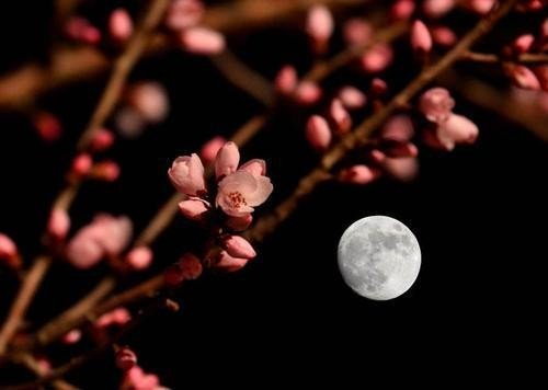 月夜这首诗表现了杜甫的什么感情?